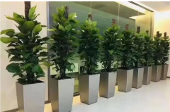 ��ֲ�����ʻ���ڡ�������ֲ